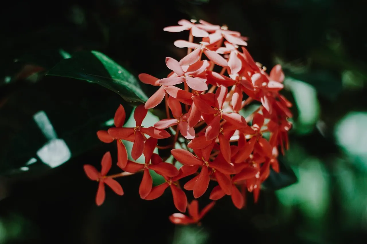 Villa Flor De Mayo Τουλούμ 3*,  Μεξικό