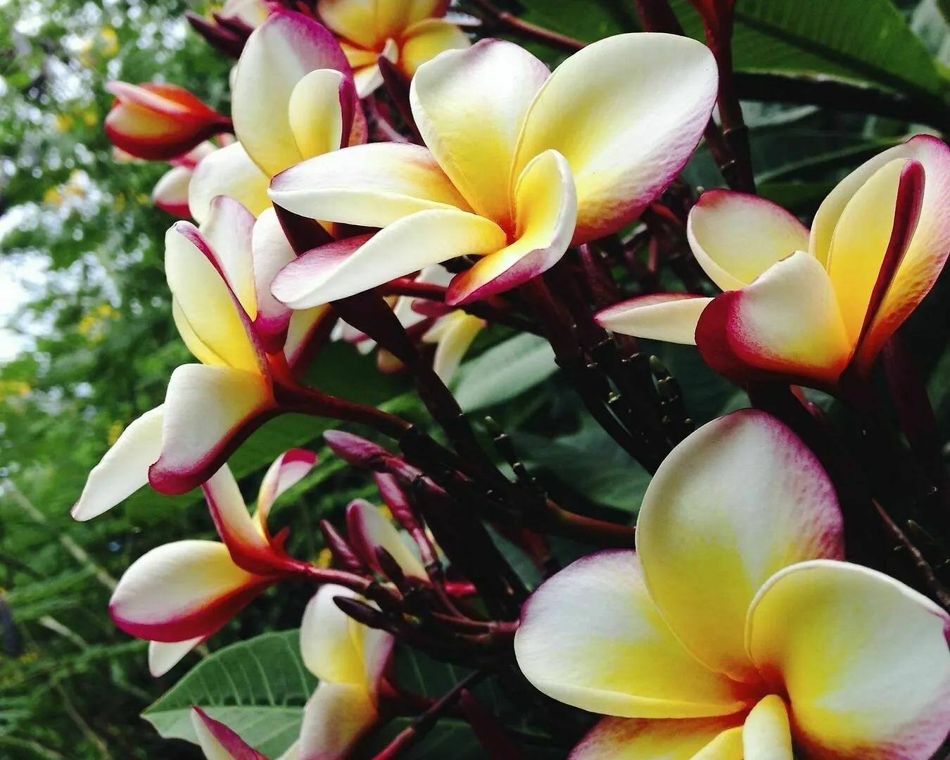 Villa Flor De Mayo Τουλούμ 3*,  Μεξικό
